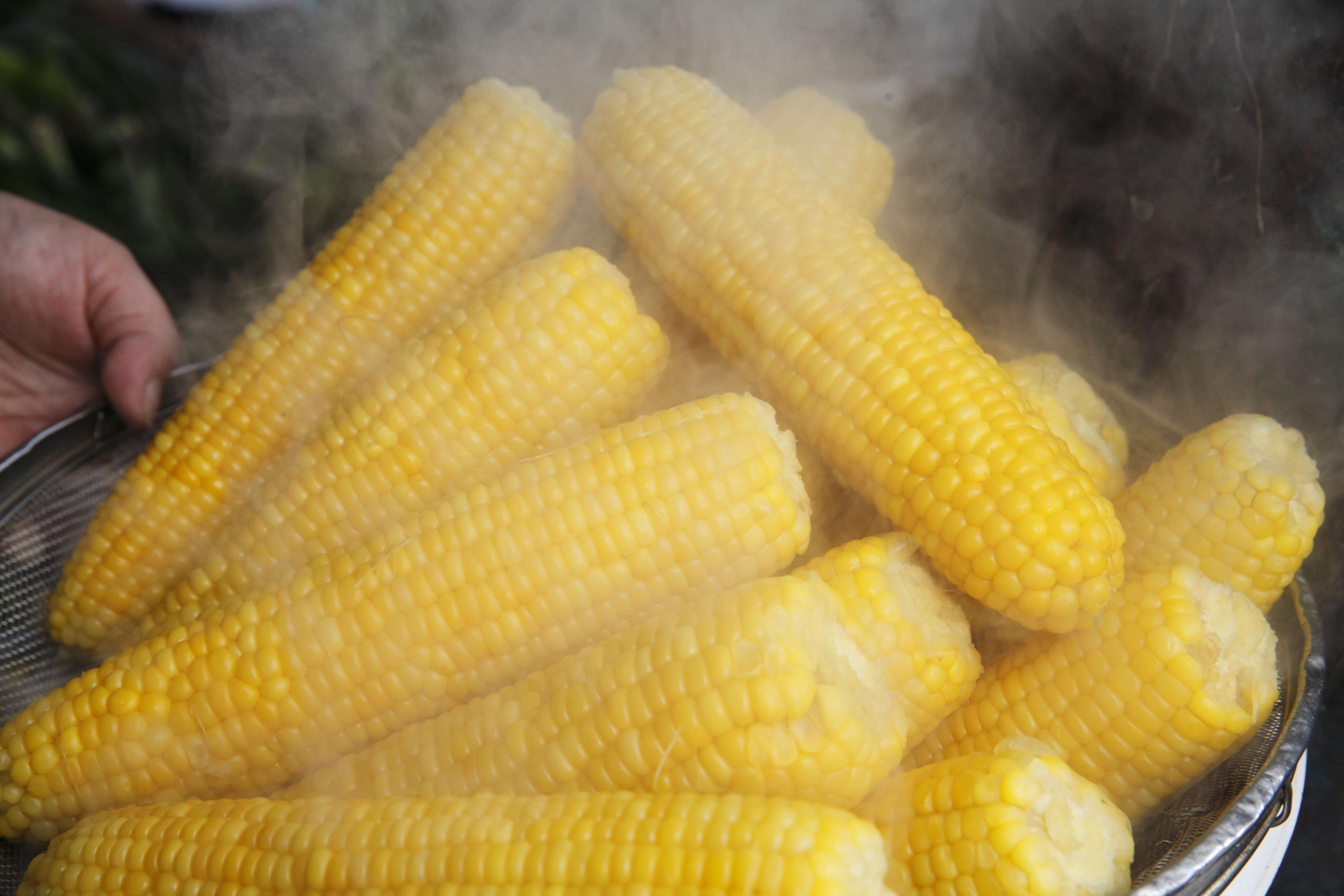 Fresh from the Hot Tub (Boiling Pot of Water) Hot Sexy Steamy Yellow Corn